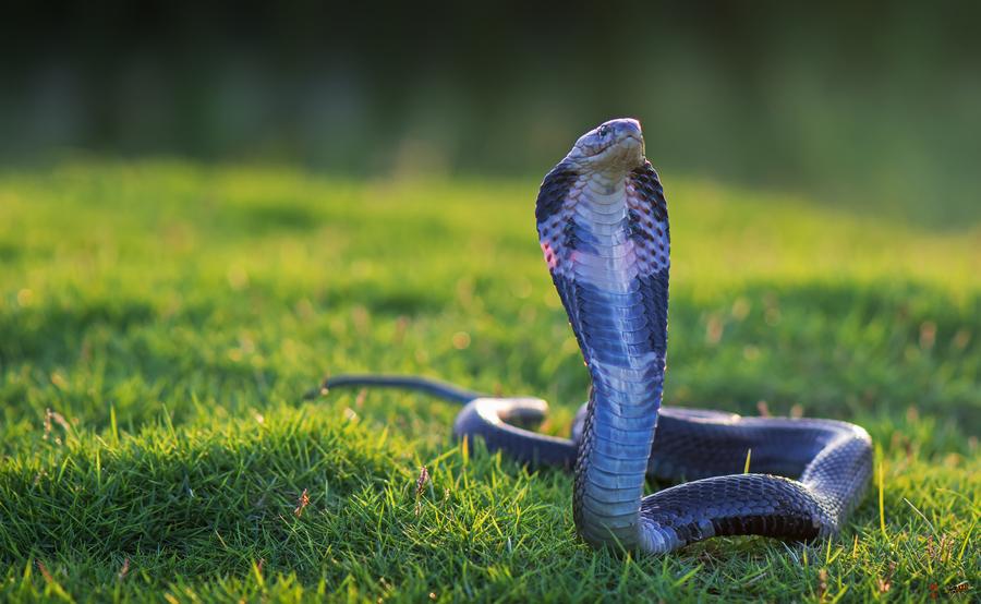 毒蛇最怕是什么蛇,蛇进家怎样区分毒蛇