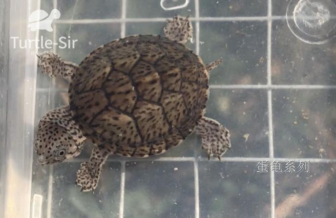 巨头蛋龟养殖技巧,蛋龟龟苗壳软硬程度排行