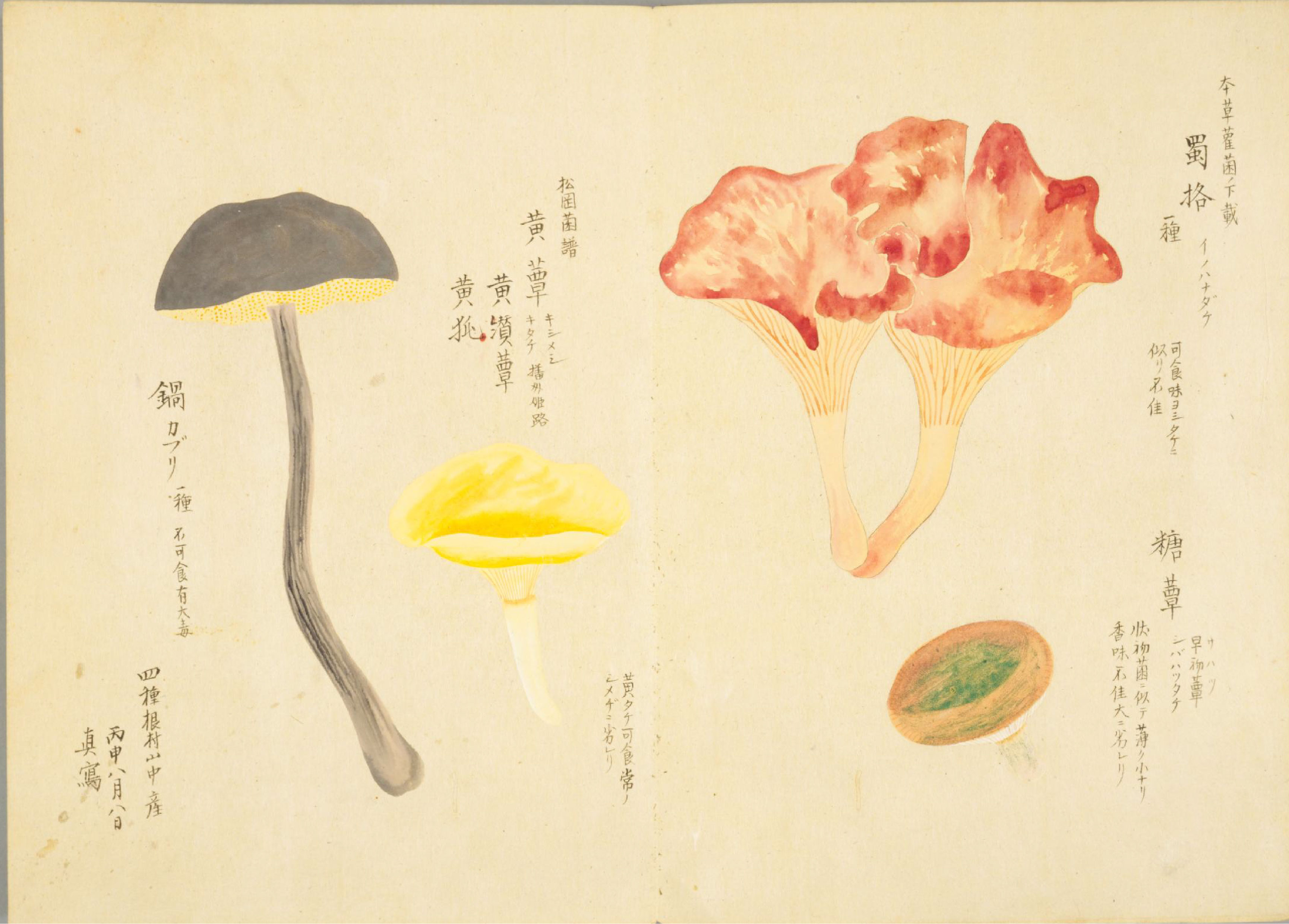 各种多彩菌图片大全,意式野菌图片大全