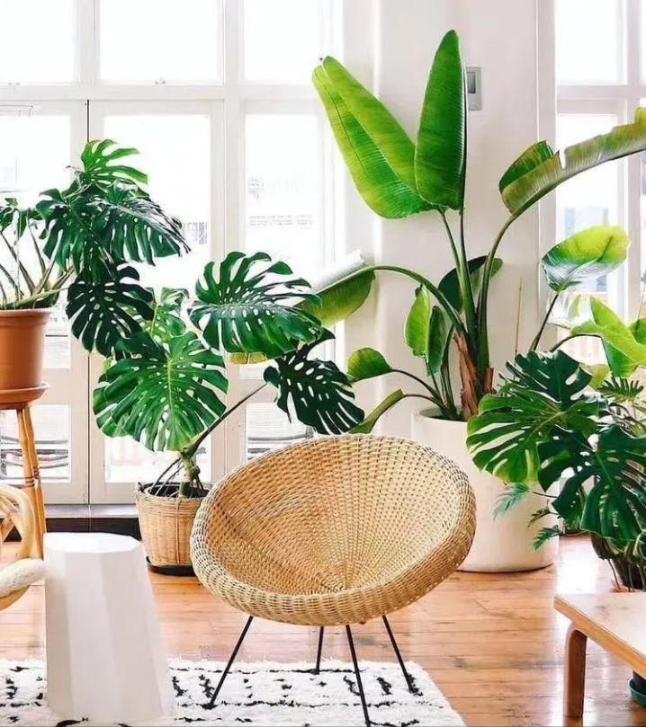 绿植快死了用什么方法可救活,你养的花为什么老死