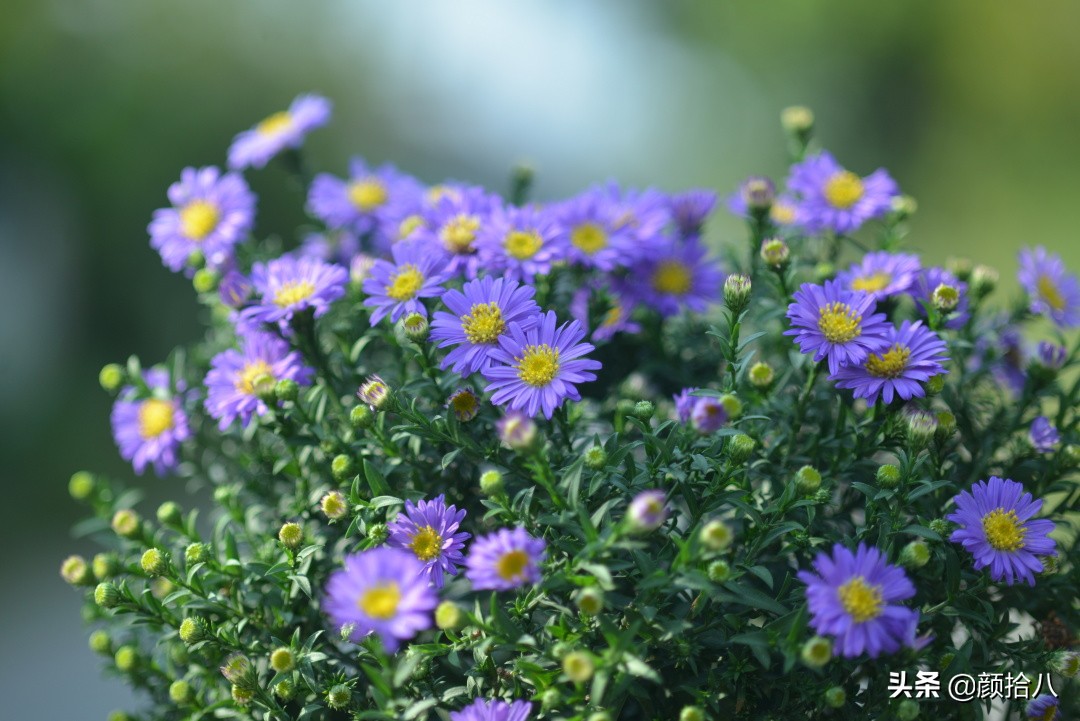 扶不起的绿植,扶不起的绿植视频