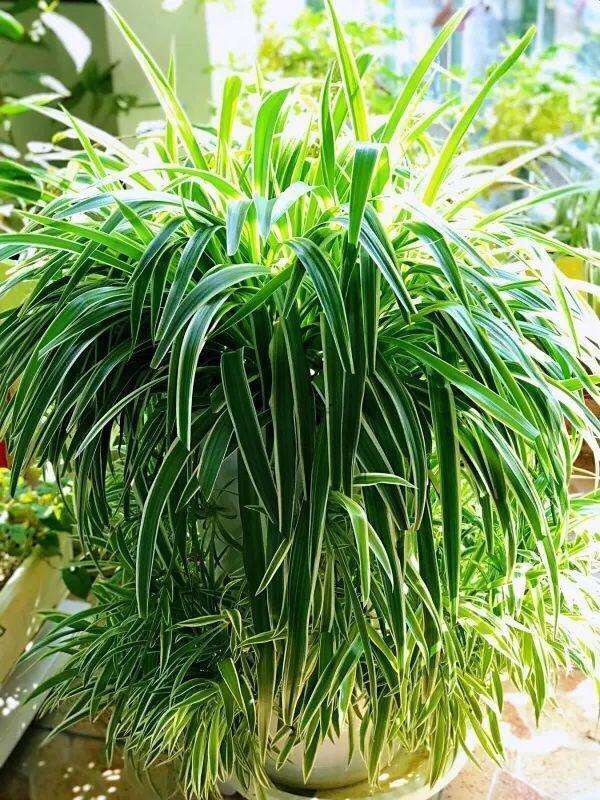 适合一年四季懒人养的绿植,这些绿植养在家里高级又实用