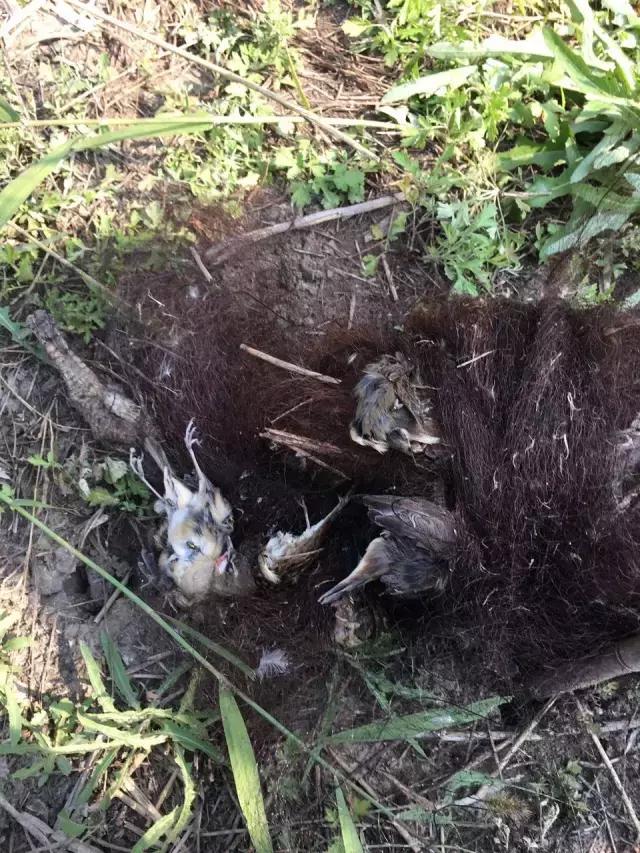 从禾花雀到云雀，又一种鸟快被中国人吃绝种了！