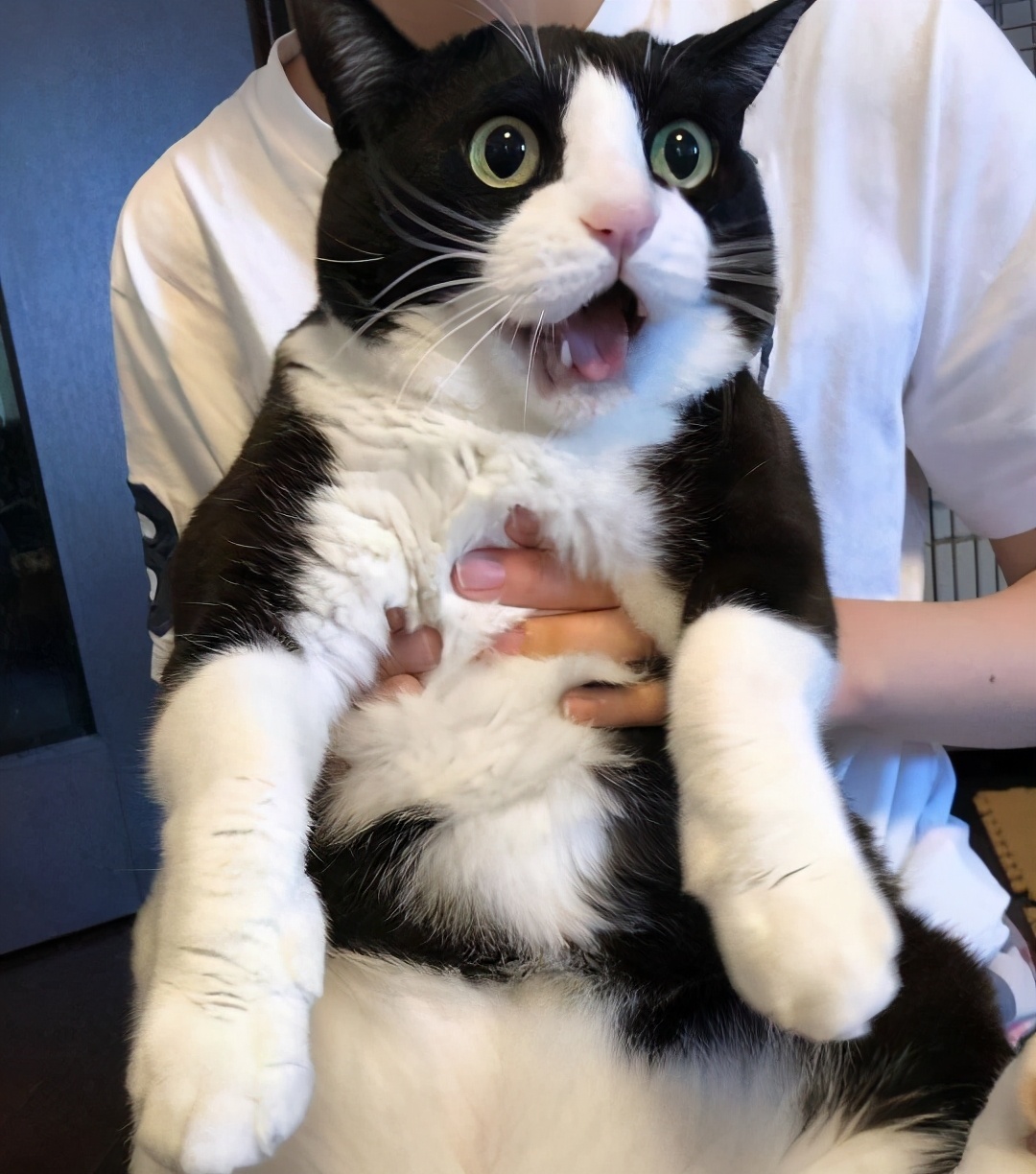 最烧钱的十种犬,最烧钱的五种狗