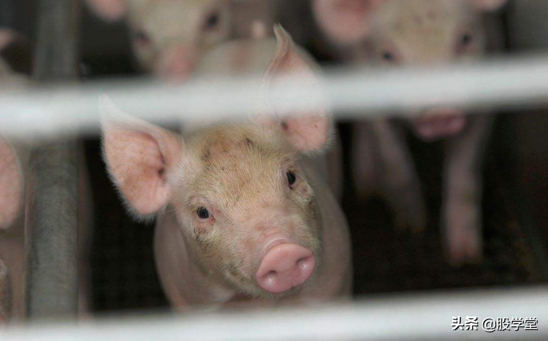 温氏股份持有哪些公司股权,温氏股份适合长期投资吗