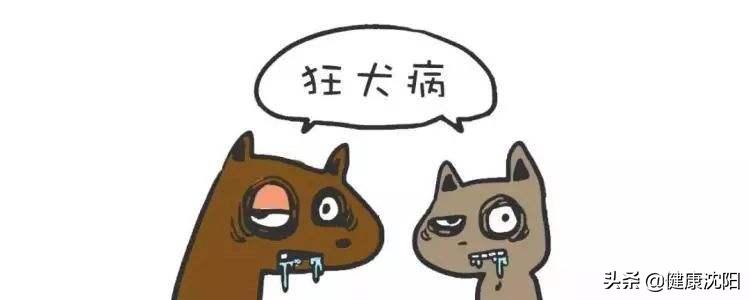 健康科普认识狂犬病了解狂犬病,专家健康科普狂犬病知识