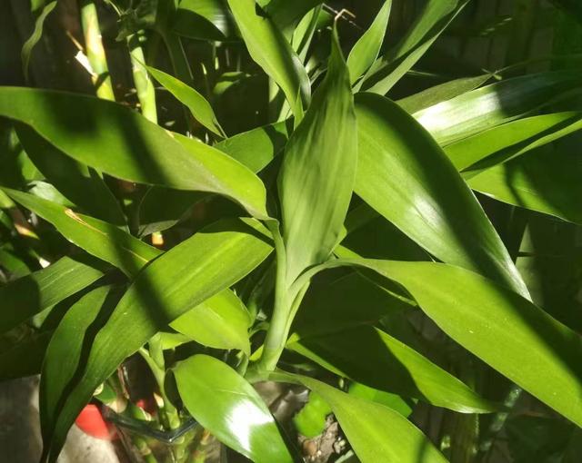 水培富贵竹黄叶别乱用药，方法不对只会一步错步步错