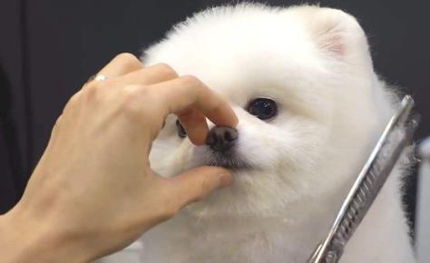 养博美犬需要注意的几个事项,养博美犬应该注意什么