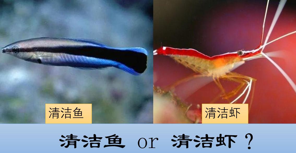 养殖石斑鱼有寄生虫,石斑鱼寄生虫防治方法