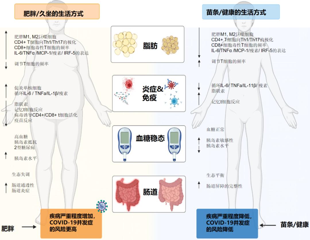 新冠与肥胖的关系,肥胖的人对新冠恢复有什么用