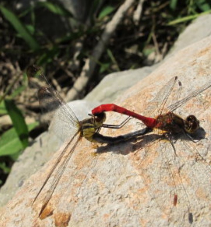 狗婆蛇是落水狗吗,狗婆蛇为啥不常见了