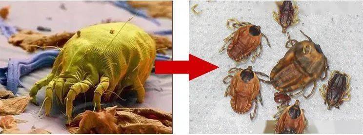 英国珀婷pertine除螨喷雾剂,瑞士珀婷pertine除螨喷雾剂