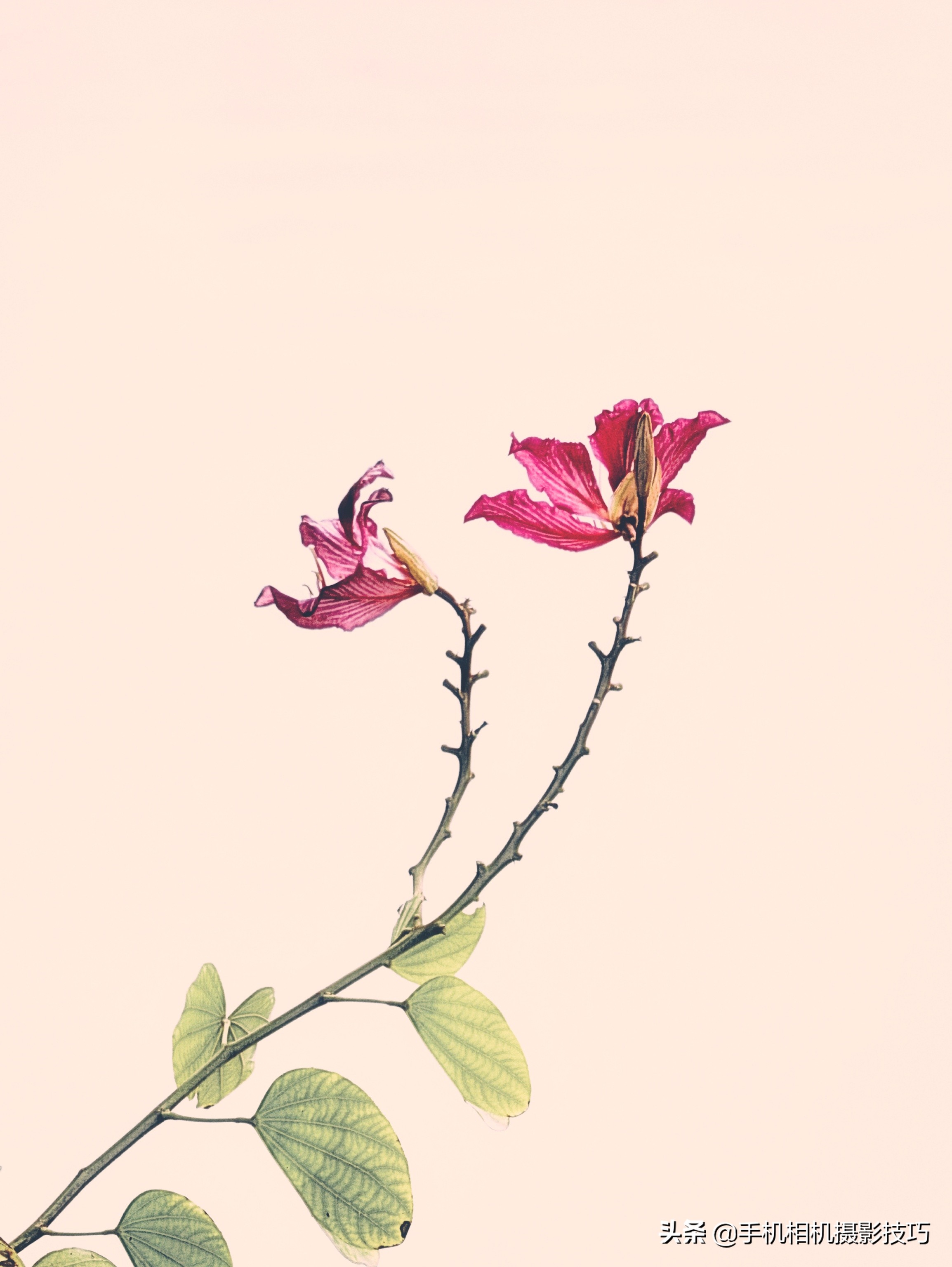 15张普通人拍的照片,15张个人自拍照片