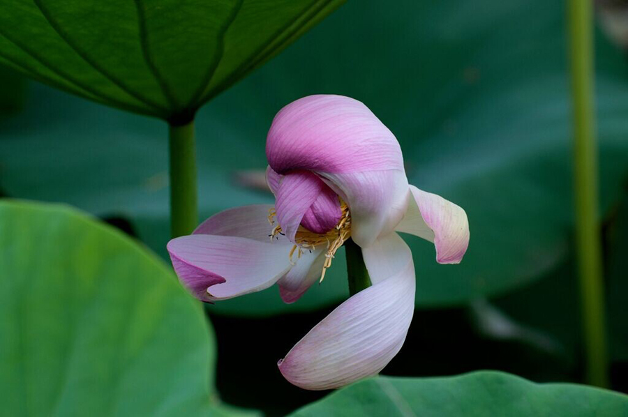 鹤城印象荷花图片,鹤城区看荷花