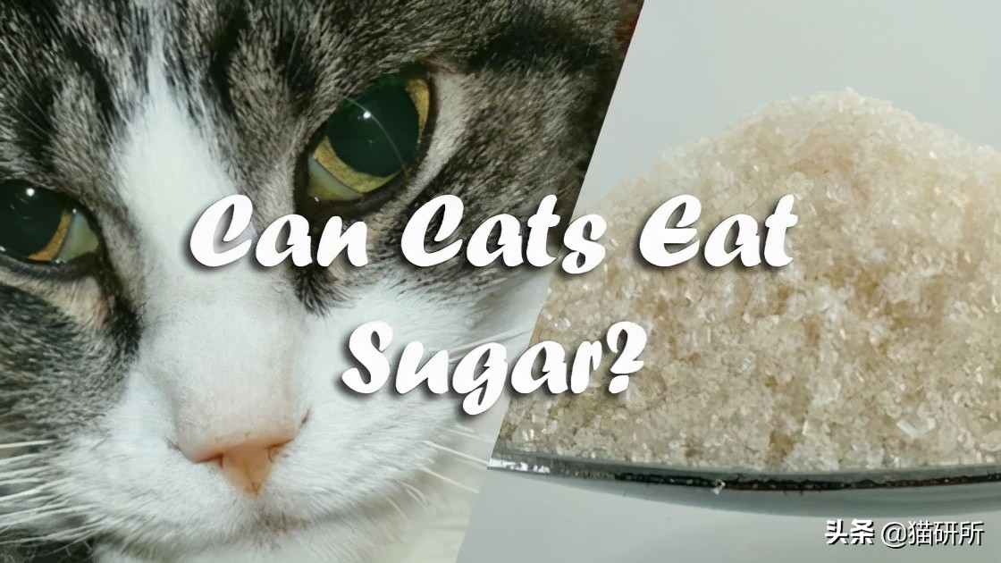 猫属于肉食动物一般不吃什么,猫咪是肉食动物为什么也吃饼干