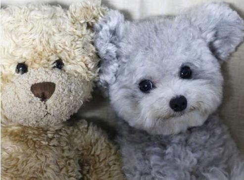 最讨厌泰迪犬的原因,为什么很多人讨厌泰迪犬