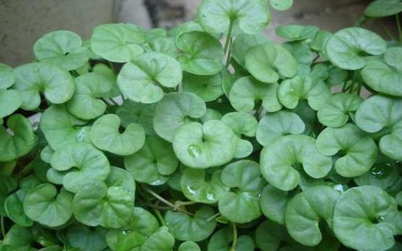 像马蹄金一样的草是什么草,这种草很珍贵堪称宝物却是白菜价