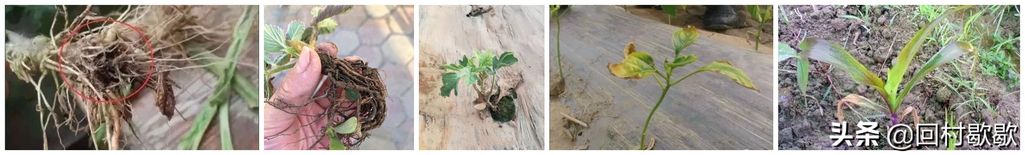 鸡粪正确施用方法,鸡粪怎样处理肥效更高