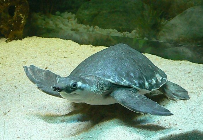 淡水河一霸！什么才算猪鼻龟的完美生活？