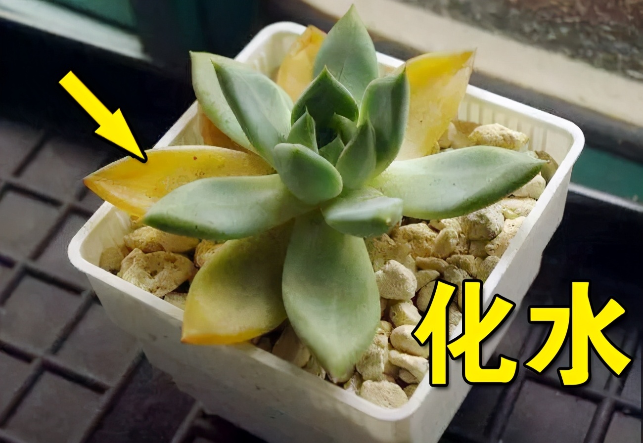 化水的多肉叶片能繁殖吗,多肉叶片化水可以用多菌灵吗