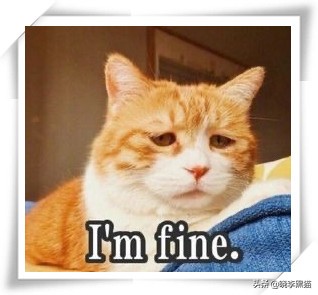 怎样知道你适不适合养猫,怎么判断自己适不适合养猫