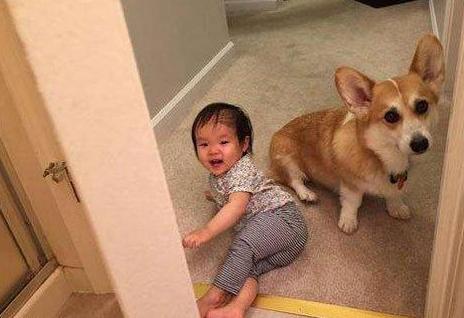 为什么柯基深受英国女王的喜爱,为什么柯基受公狗欢迎