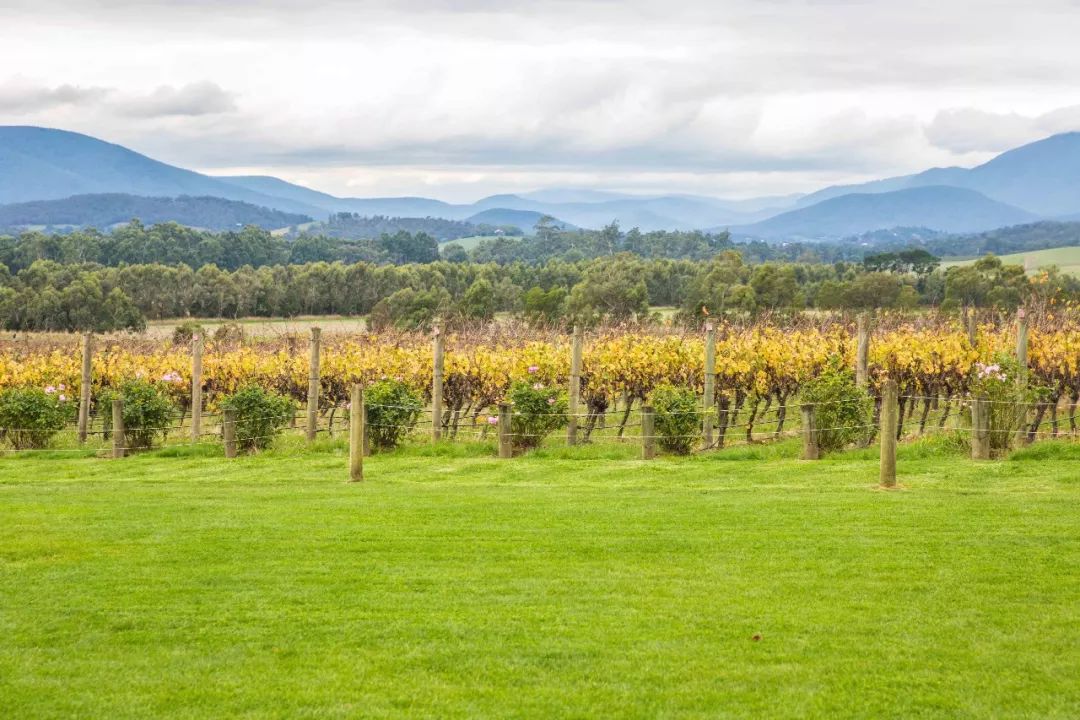 墨尔本旅行游记,墨尔本旅游之旅