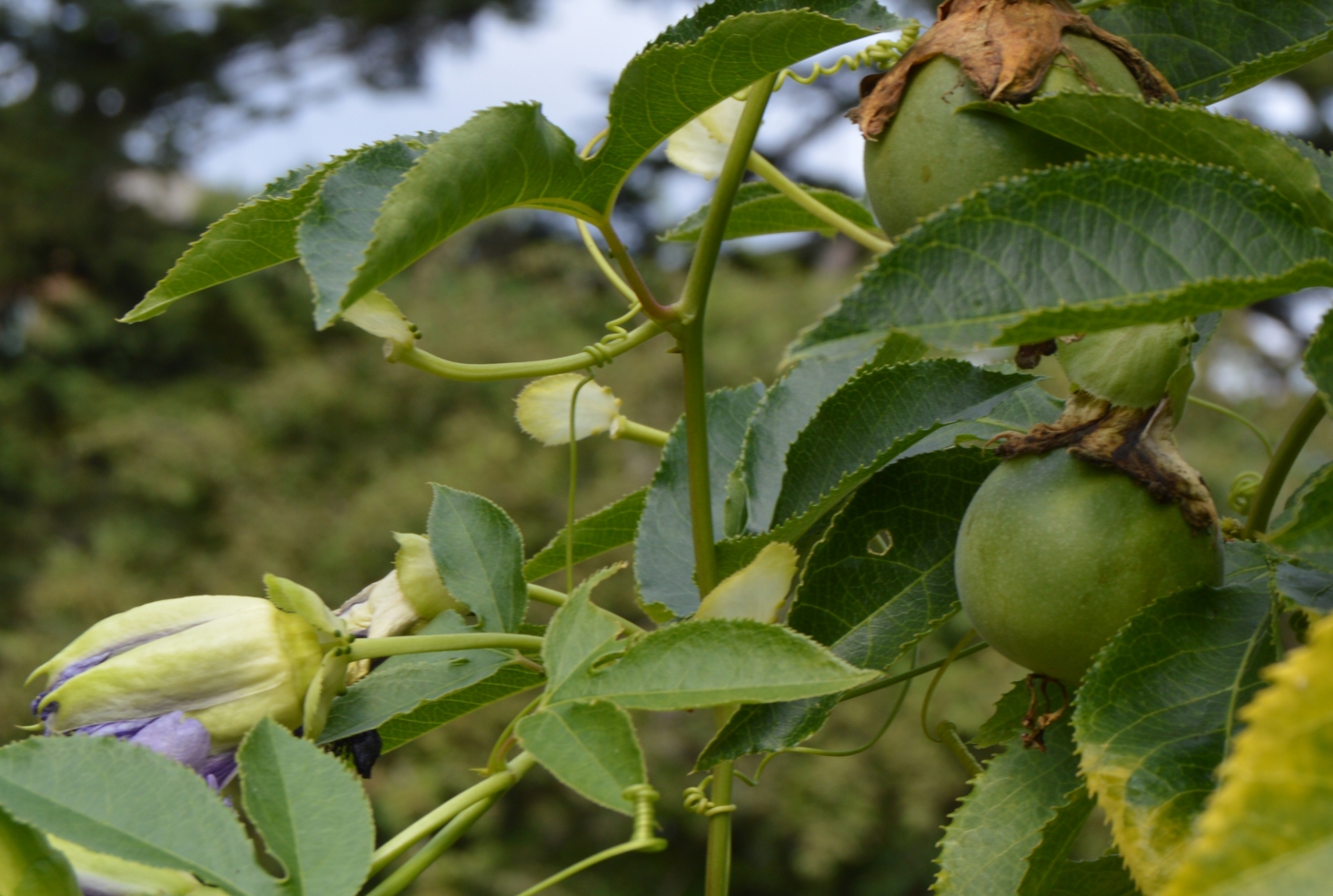 百种果子简介,百种果实图片