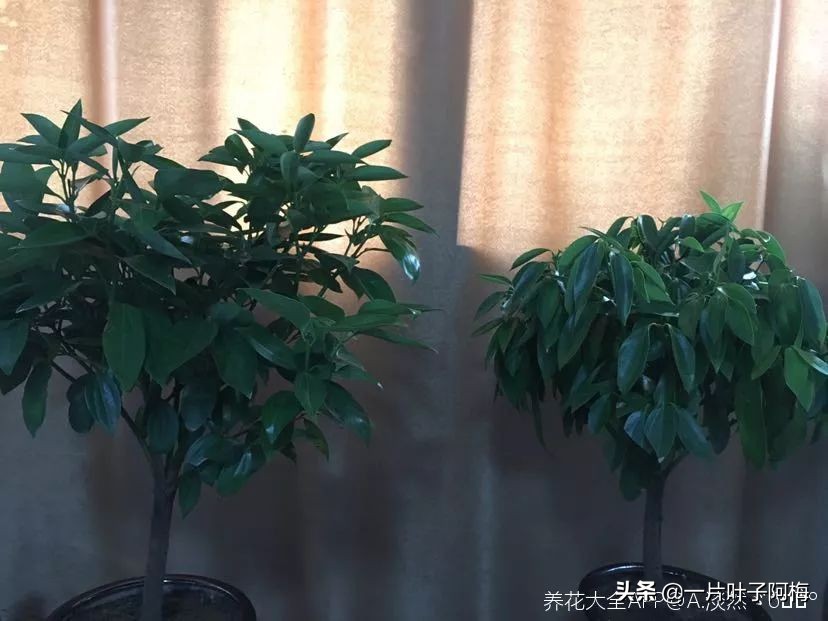 5个植物最招财,能开花又好养的植物又有寓意