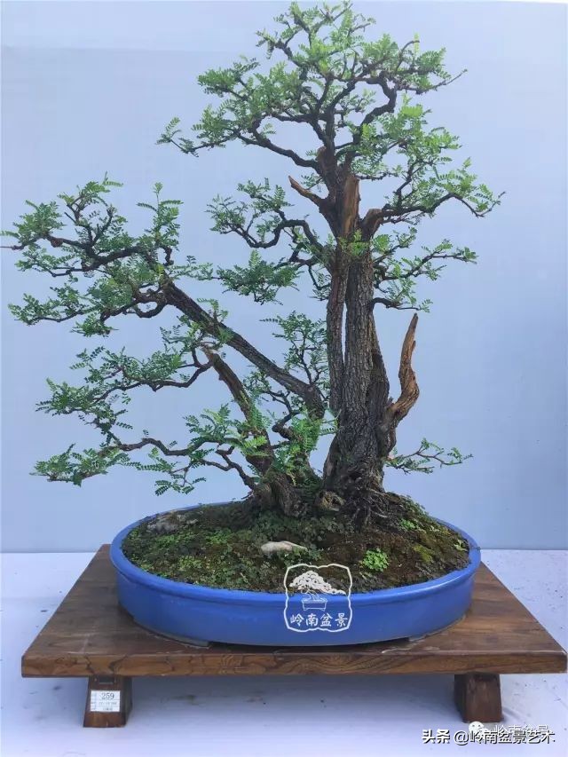 文人杂木盆景精品欣赏,可以做盆景的杂木图片大全