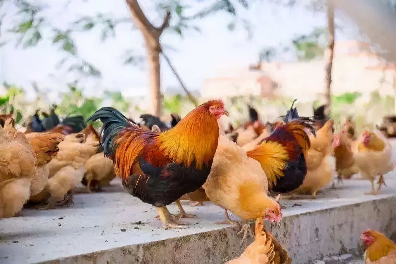 寻味武汉：将一锅清水鸡汤做到鲜美，致敬行走江湖二十多年的厨师