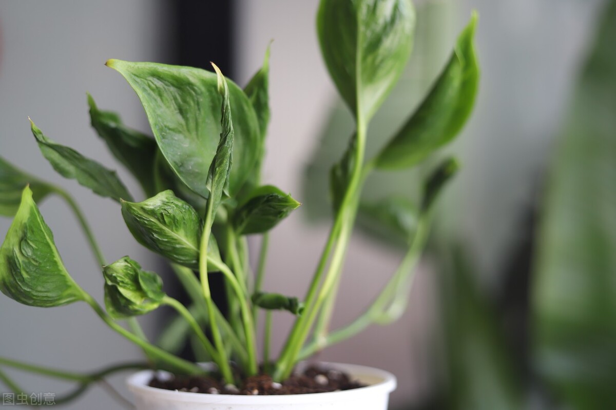 养绿萝老是黑叶和烂根,养绿萝为什么根部会坏死