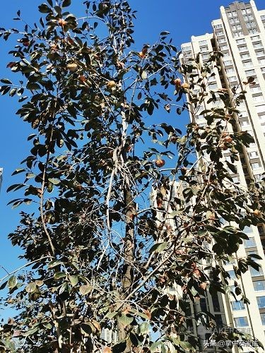 都是山楂惹的祸科普视频,《都是柿子惹的祸》