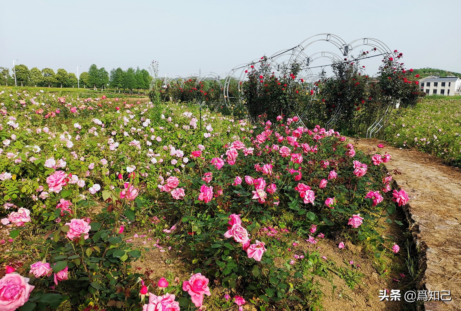 湖边矮花海怎么拍照好看,草原花海拍照怎么拍出高级感