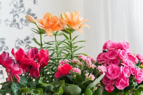 盆栽过期药片怎么处理,怎么用过期药片种花