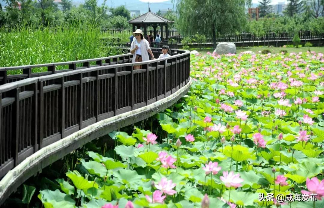 威海春天赏花攻略,威海游玩观光