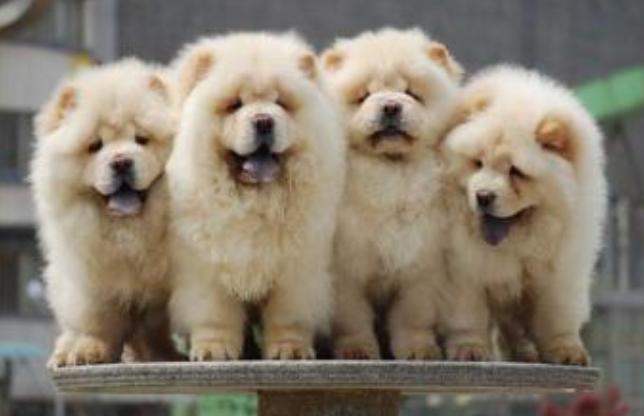 松狮犬要多少元的狗粮,松狮犬吃什么狗粮好一点