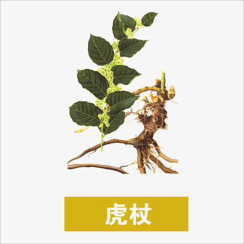 中药虎杖的功效与作用脾胃虚弱,虎杖降血脂的中药