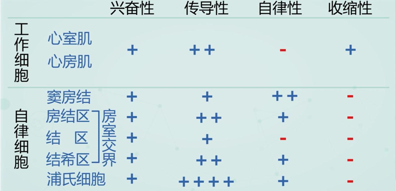 我们是怎么动起来的,心动的人的心脏是怎么跳动的