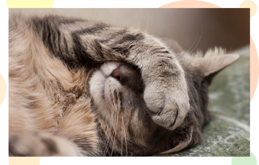 猫狗容易得的病是什么病,猫狗空调病