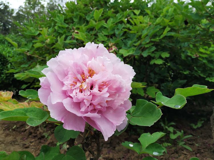 天鹅湖牡丹园景区,天鹅湖景区怎么样