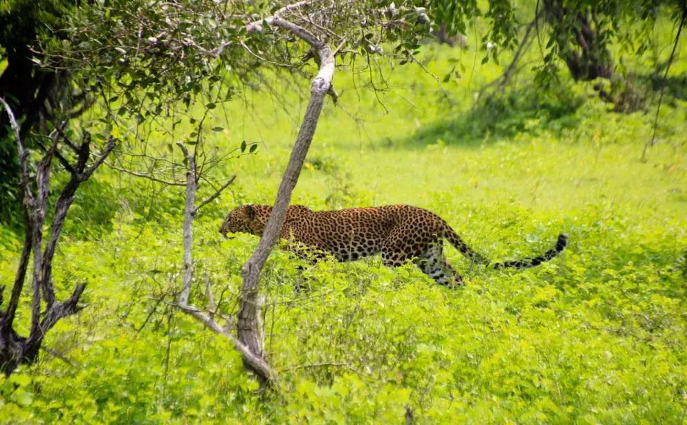 斯里兰卡的风景,风景优美而且物价便宜