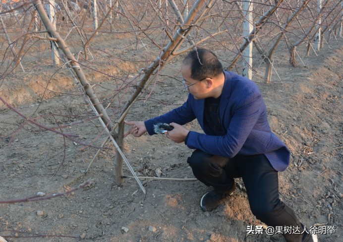 主干形桃树夏季桃树怎么修剪,桃树y形修剪管理技术