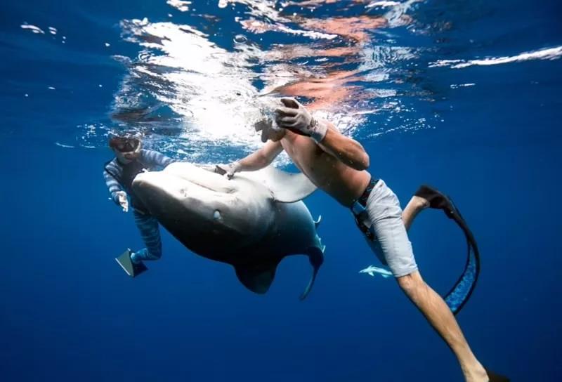 各种小动物是怎样装死的,动物装死是什么