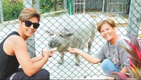 宠物猪被坑了,宠物猪养不大被坑