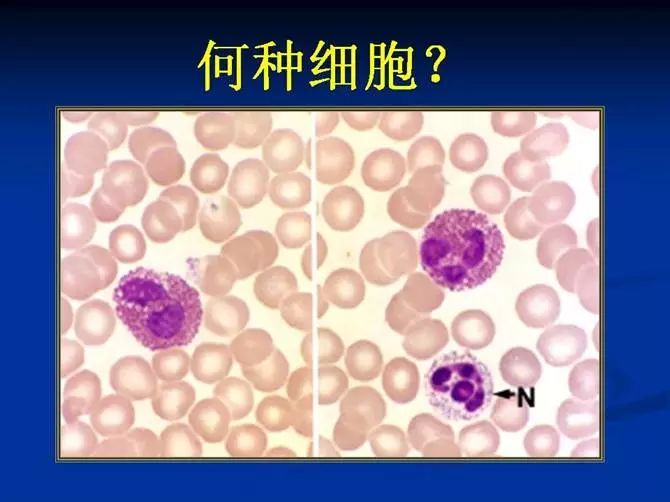 关于EGC身为铲屎官的你知多少?各种皮肤病都可能是EGC!