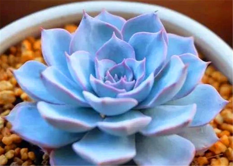 多肉蓝石莲最佳状态,多肉蓝石莲和蓝色惊喜一样吗
