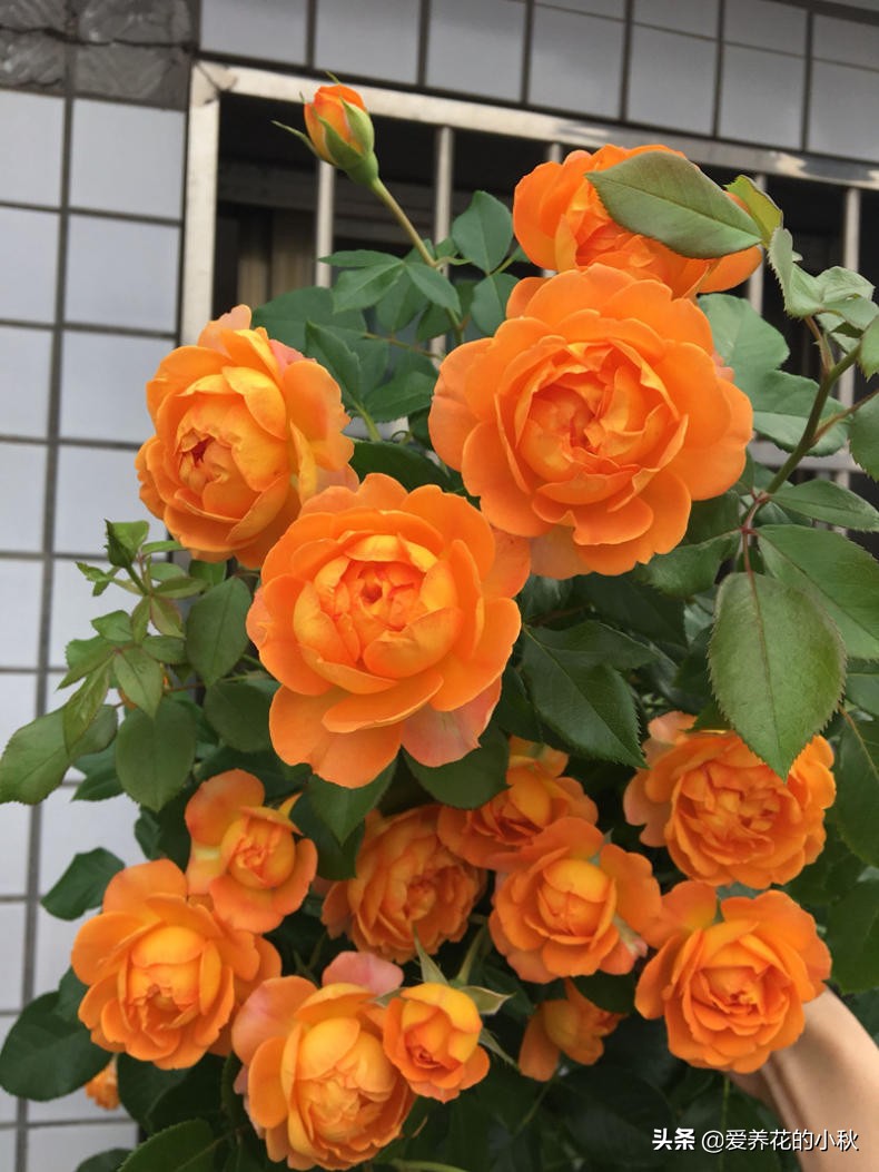 藤本月季过冬的正确方法,藤本月季春天的养护方法