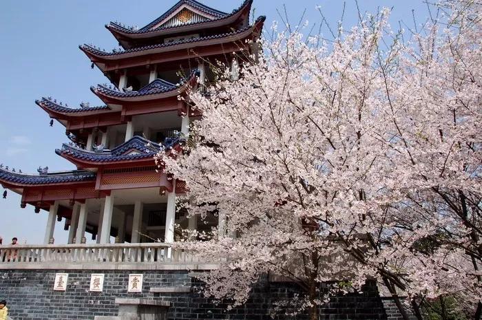 几月赏樱花最好,最美赏樱攻略大全