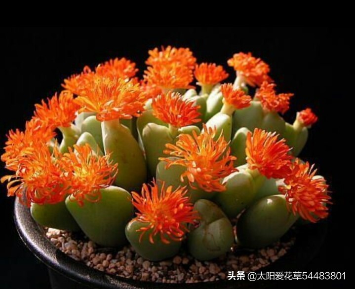 多肉生石花怎么移栽,多肉生石花多久开花